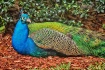 Peacock Colors
