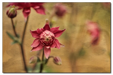 columbine