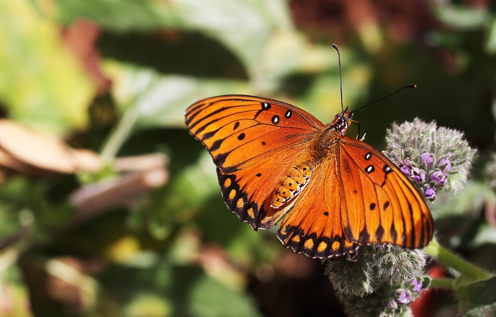 Butterfly Wings