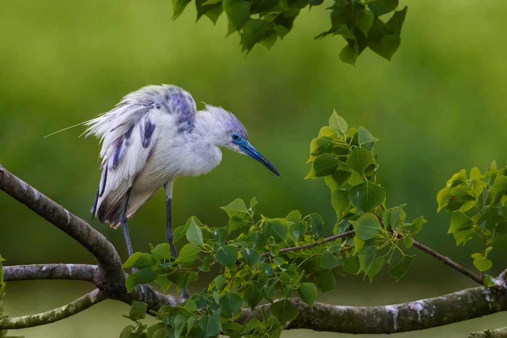 Calico Little Blue Heron