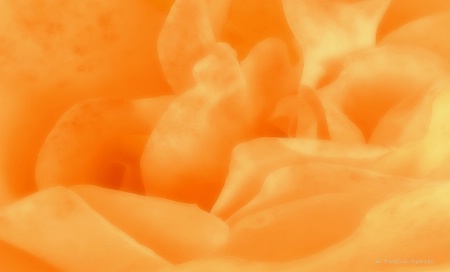 Tangerine Orange