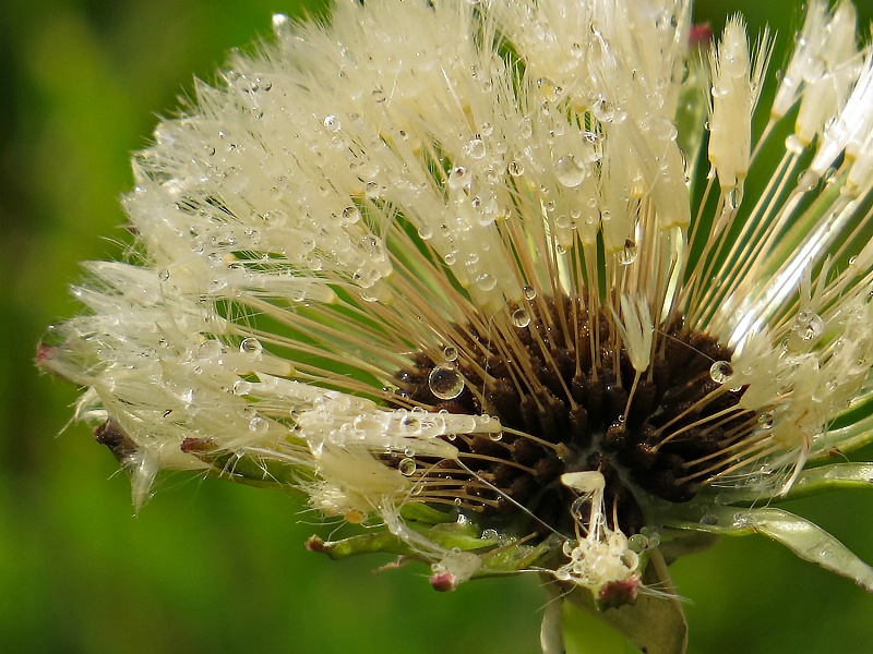 Spring Rain