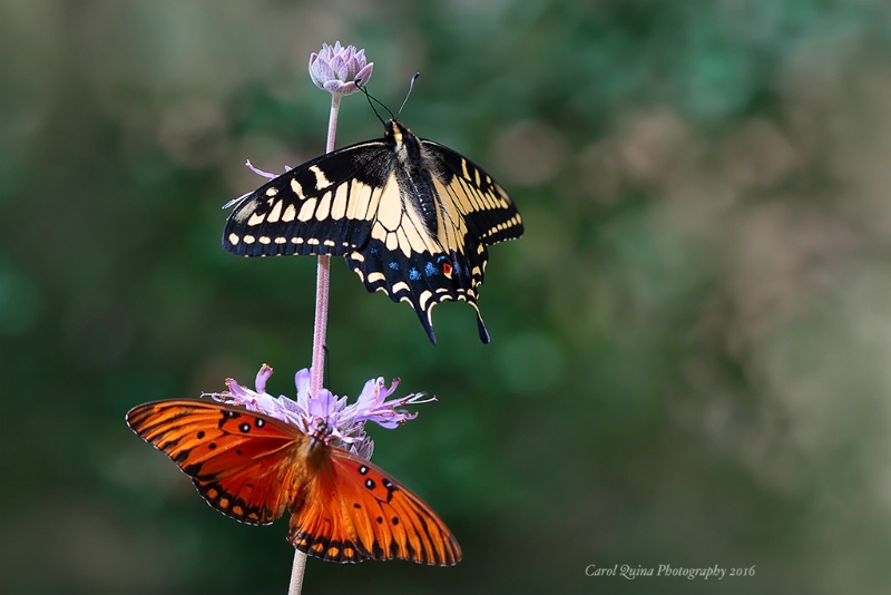 Butterfly Bush