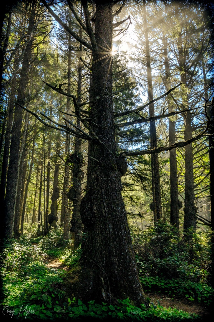 On the Spruce Burl Trail - ID: 15147482 © Craig W. Myers