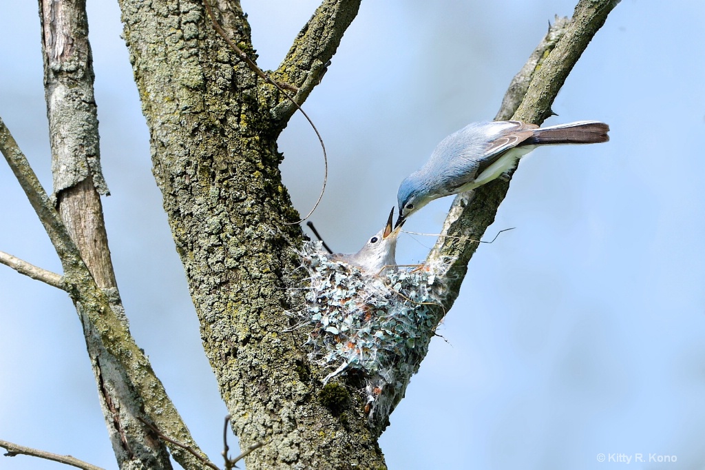 Blue Gray Gnatcatchers Building their Nest