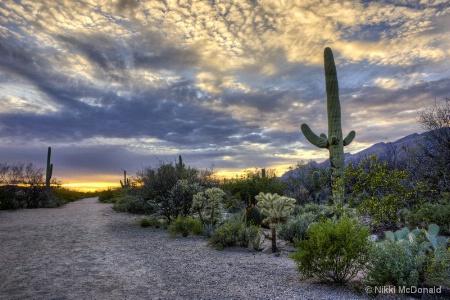 Saguaro Sunset