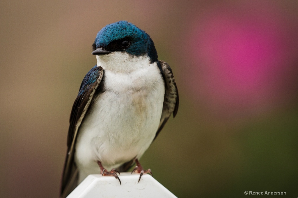 Backyard bird-20160514