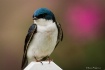 Backyard bird-201...