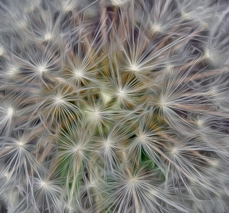 dandelion 