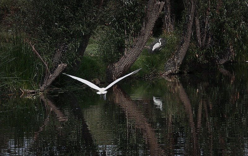 Egret in Flight at Xochimilco