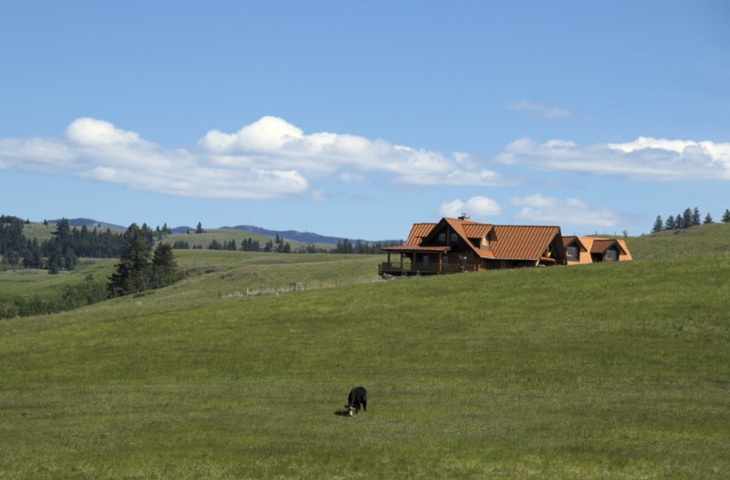 The Large Yard with Lone Cow 