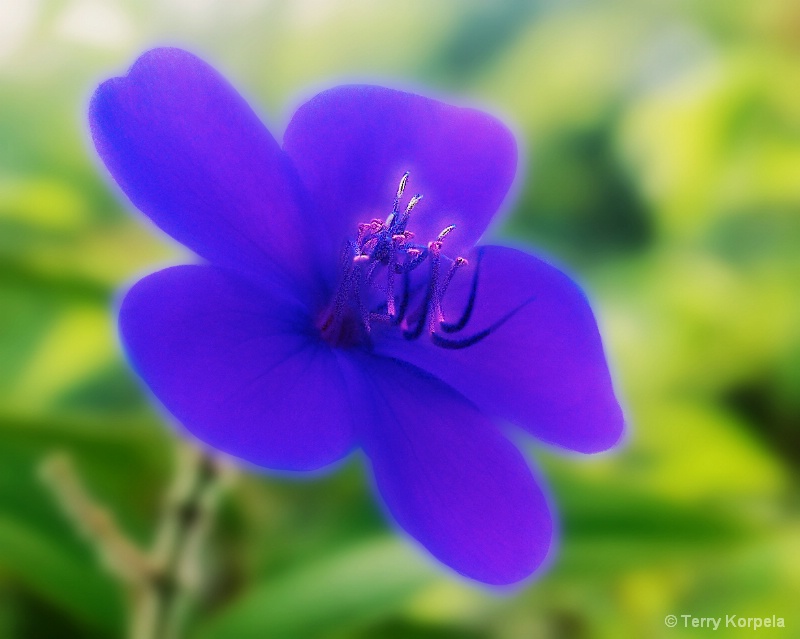 Taken at Kula Gardens in Maui - ID: 15148543 © Terry Korpela