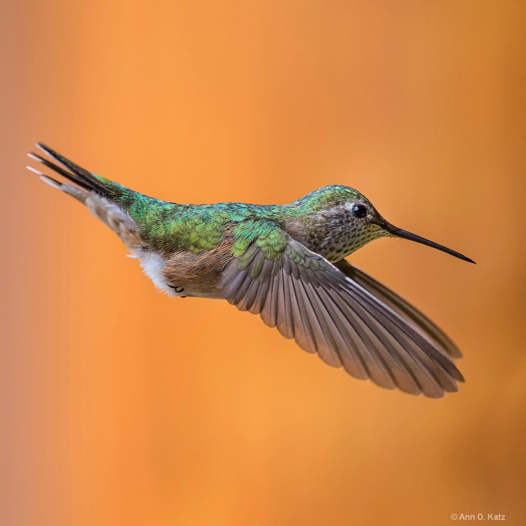 Early Spring Hummingbird - ID: 15148567 © Annie Katz