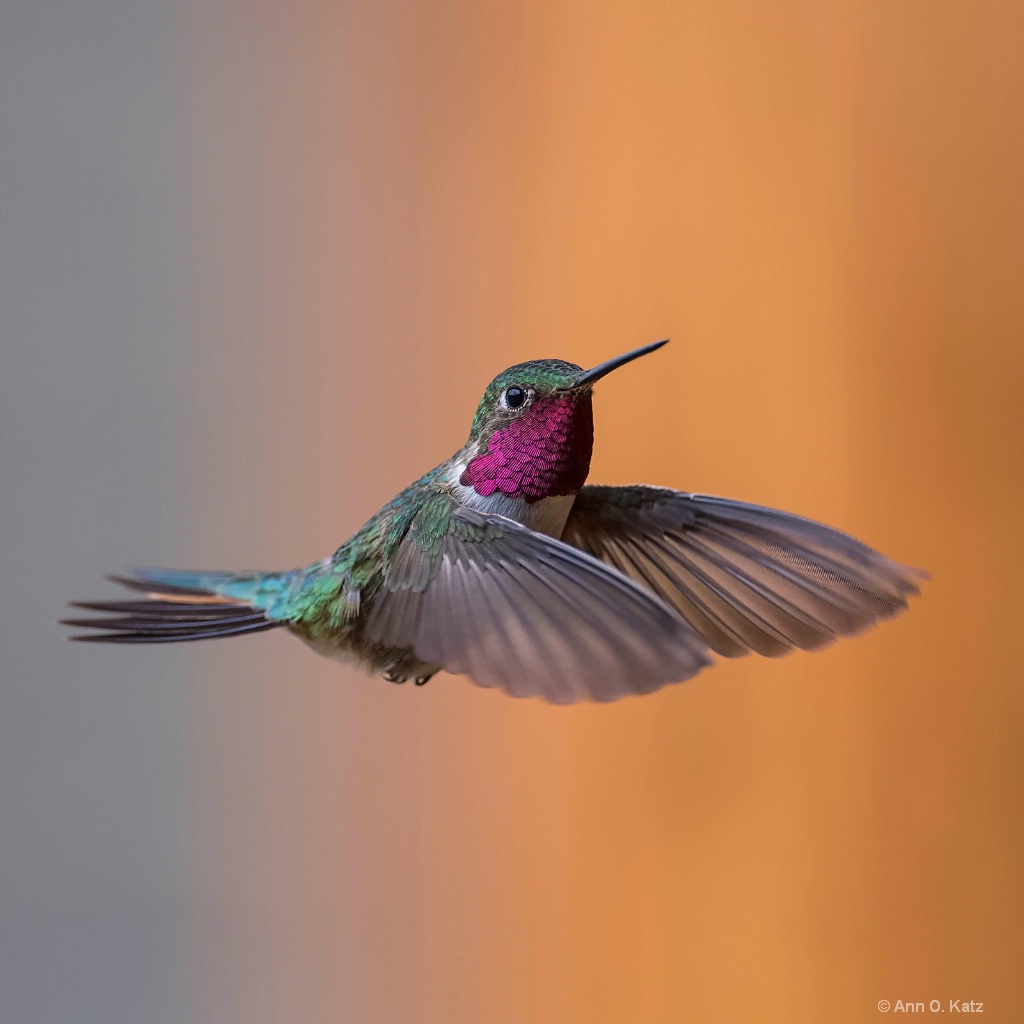 Hummingbird 2016 - ID: 15148569 © Annie Katz