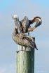 Pelicans Two