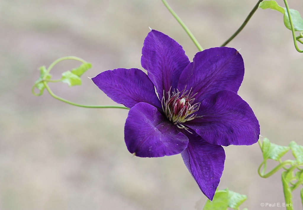 Clematis