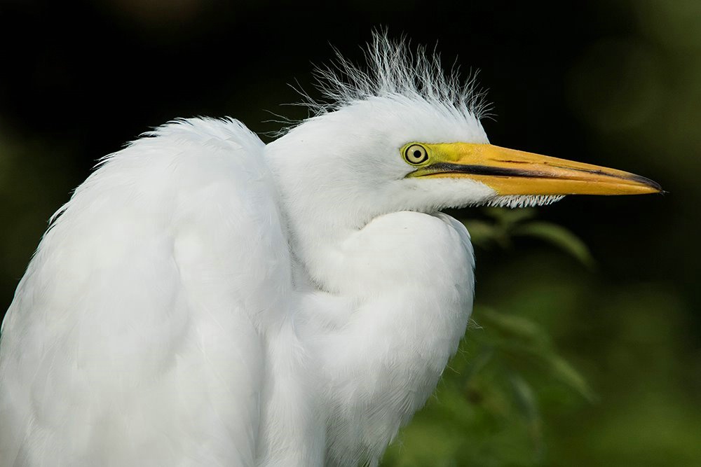 Juvenile Egret