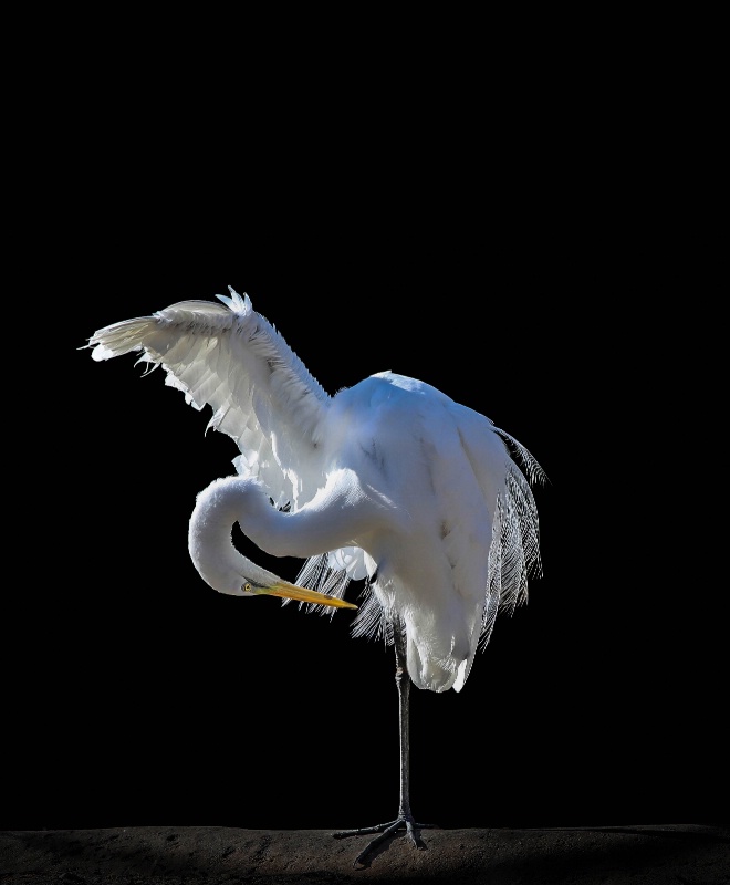 (Egret) Balancing Act