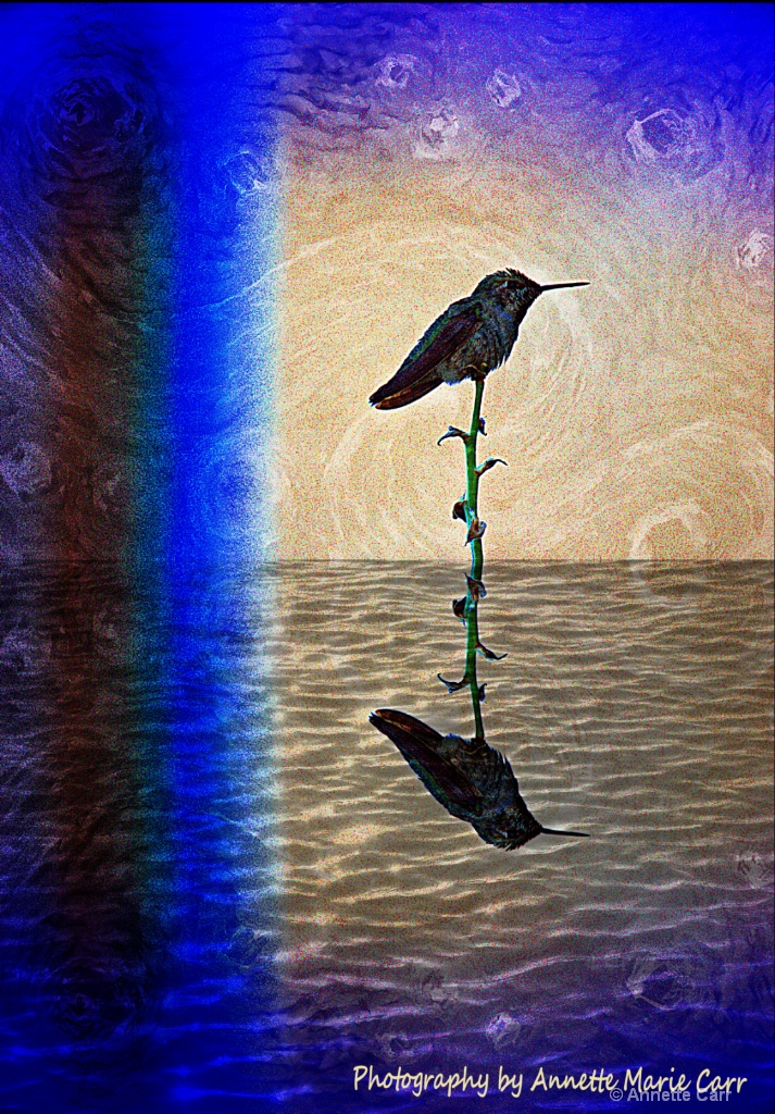 Hummingbird Reflections