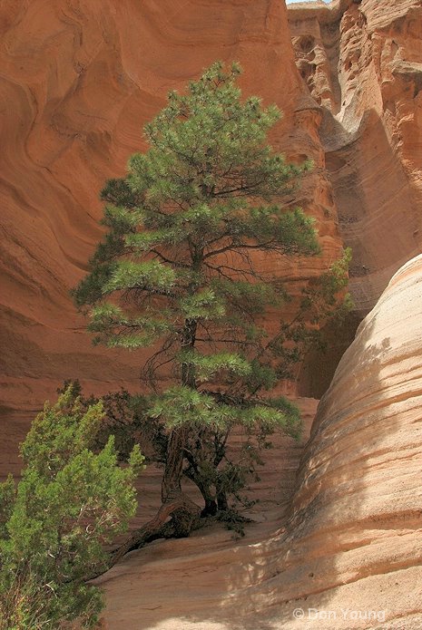 Canyon Tree