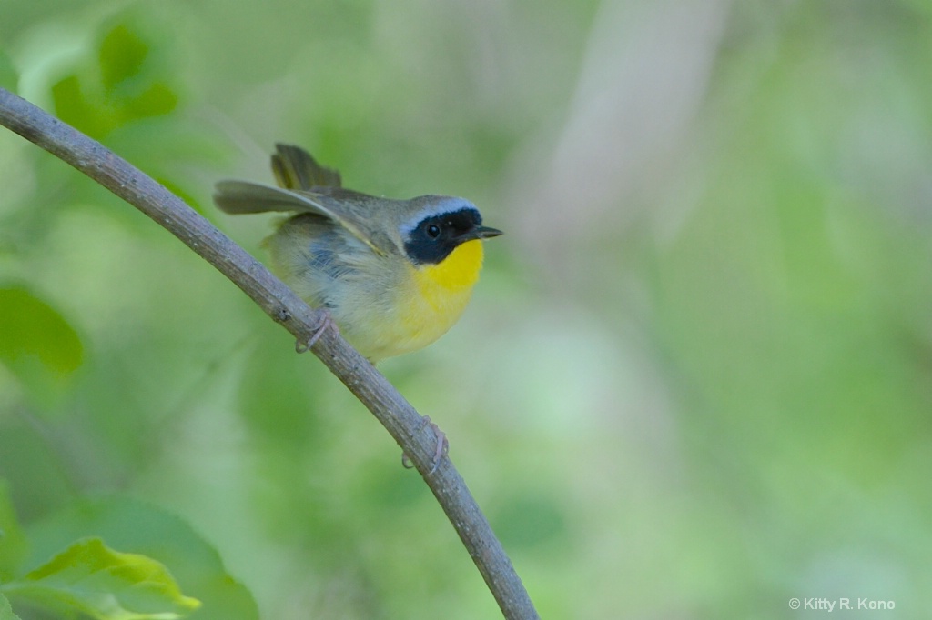 Common Yellow Throat in Jaws of the Old Oak Tree