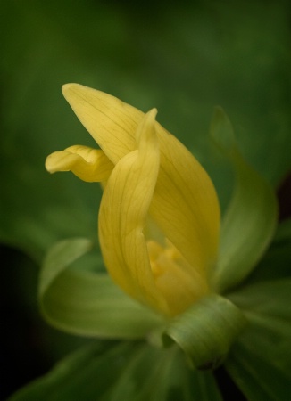 Yellow Trillium      