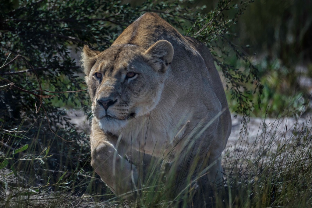 Lioness stalking