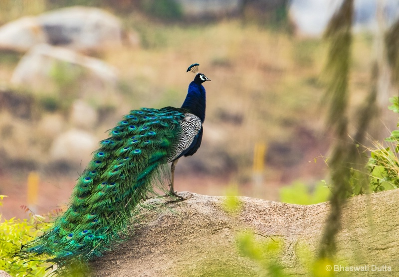 National bird of India