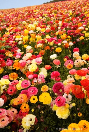 Flower Fields II