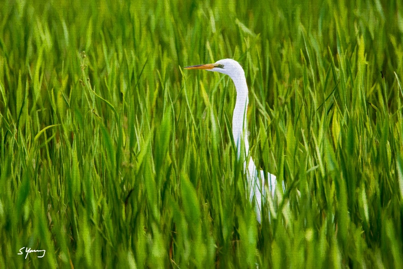 Great Egret in Reeds; Viera Wetlands, FL