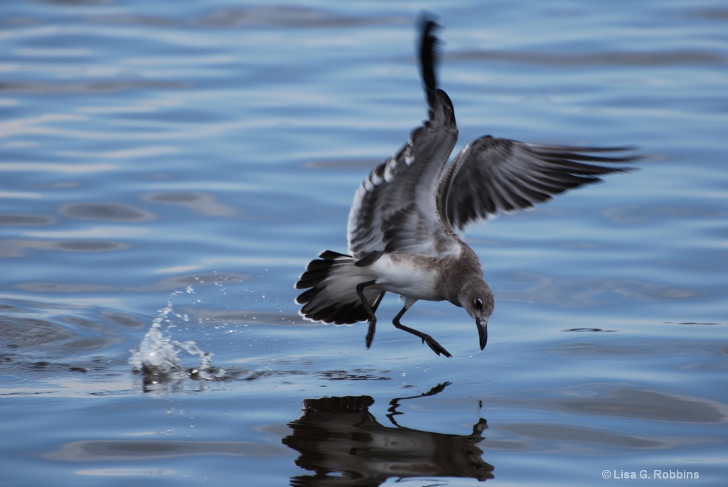 Fishing for Dinner