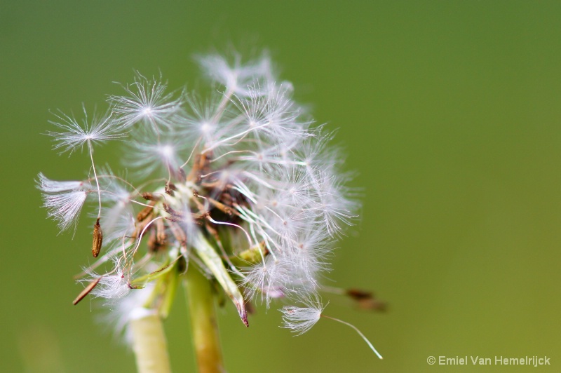 dandelion