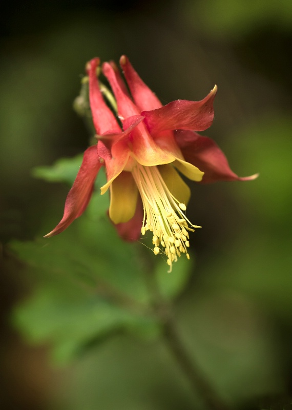 Wild Columbine      