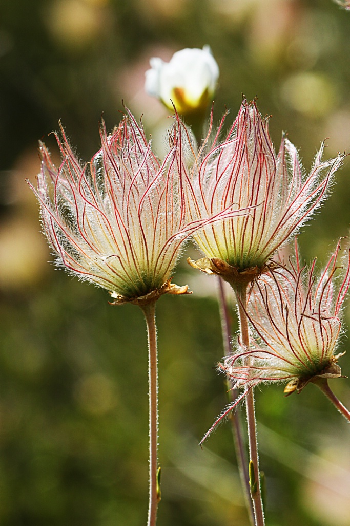 Feathery Petals