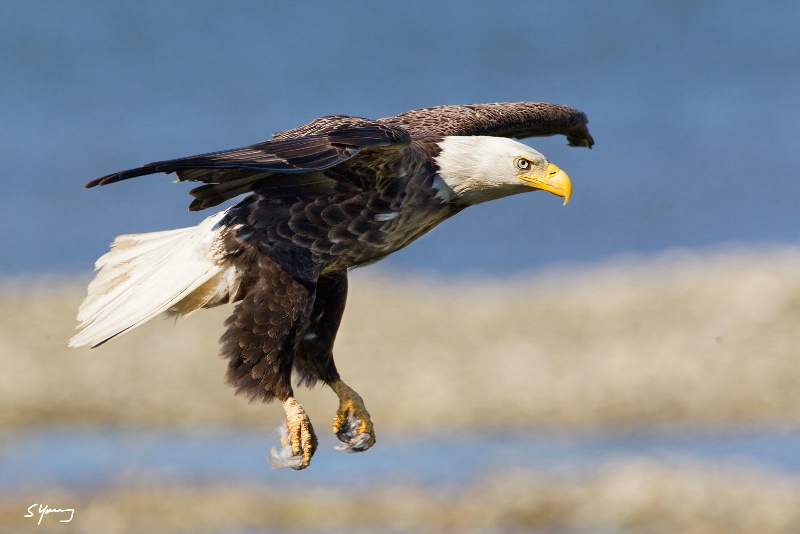 Eagle Landing in Wind; Chincoteague, Va - ID: 15150469 © Richard S. Young