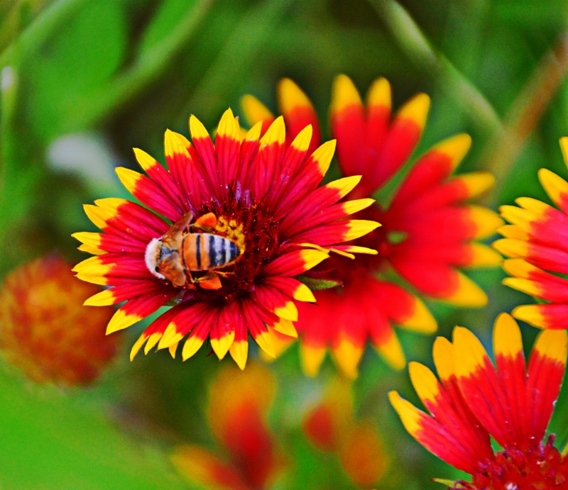 -------"Indian Blanket and Honey Bee"-----