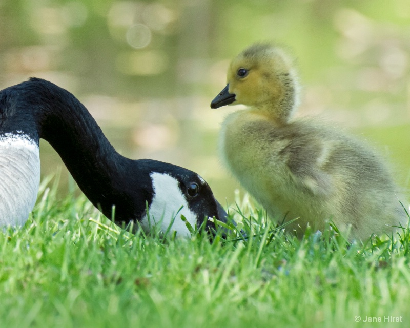 Gosling and Mother