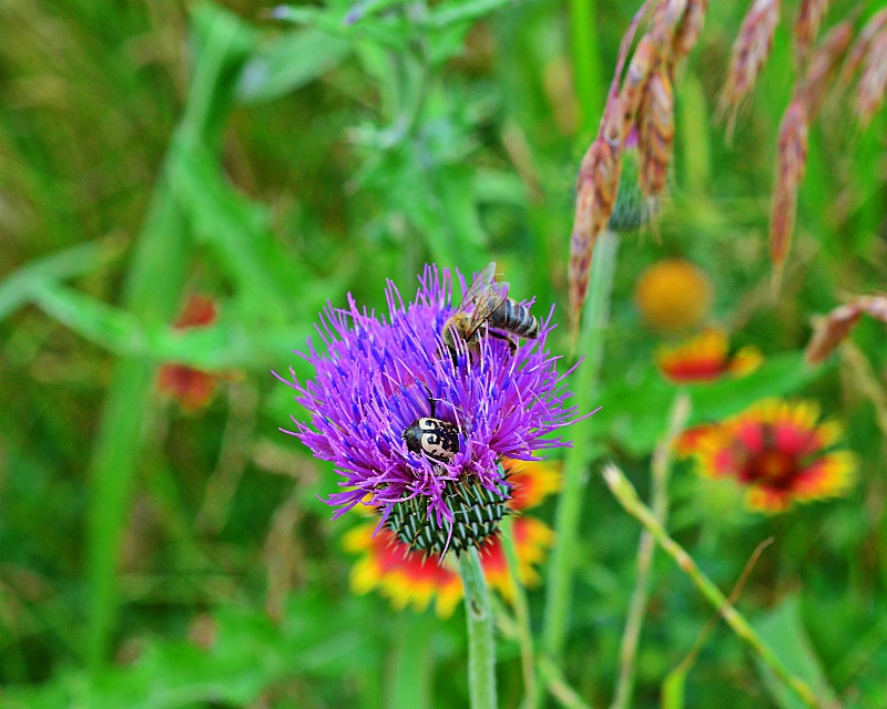 ----------"Texas Thistle and Honey Bee"---