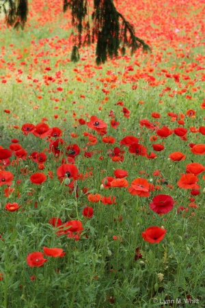 field of poppies