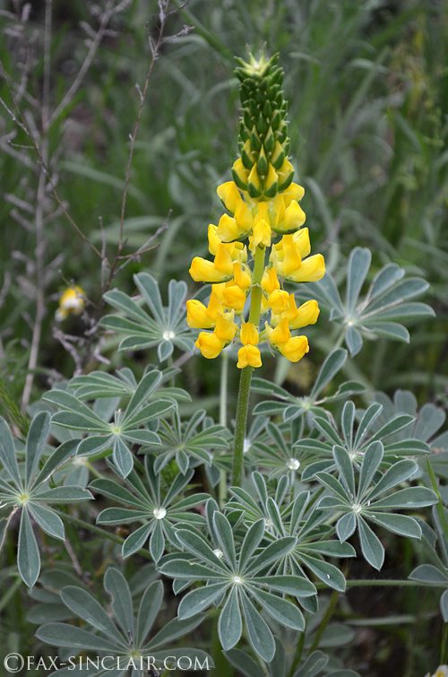 Lupin with Raindrops