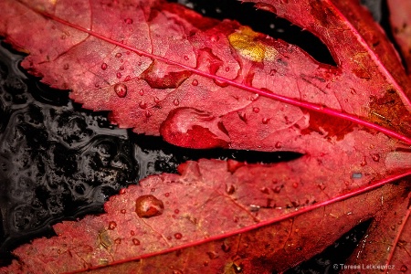 Rain leaf