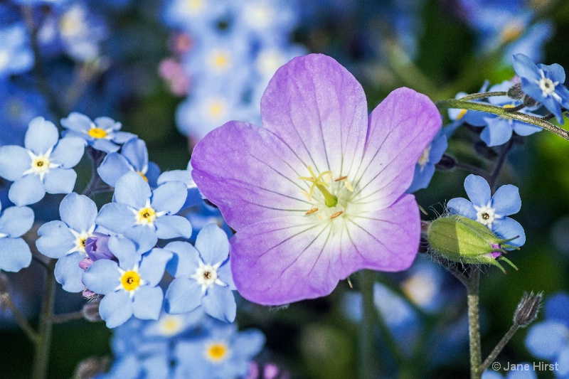 Forget Me Not's & Wild Geranium