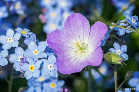 Forget Me Not's & Wild Geranium