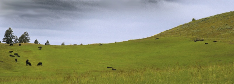 Hillside Cattle 