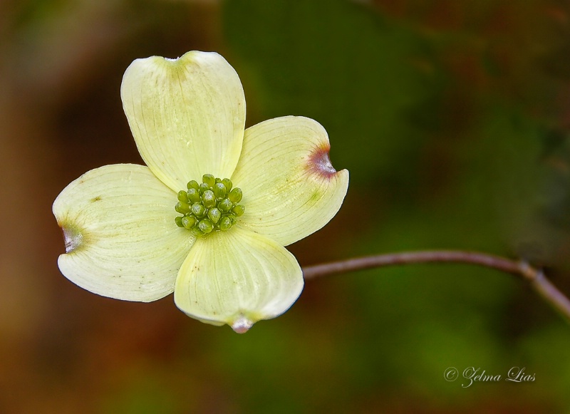 A Lone Dogwood Bloom