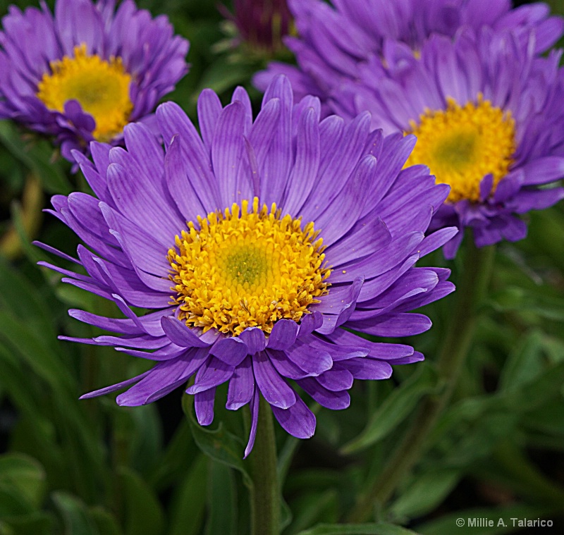 May Blooms