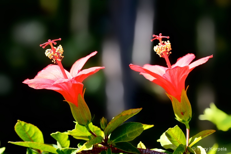 Taken at Foster's Botanical Garden, Honolulu