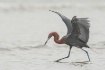 Dancer