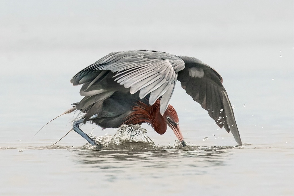 Reddish Egret