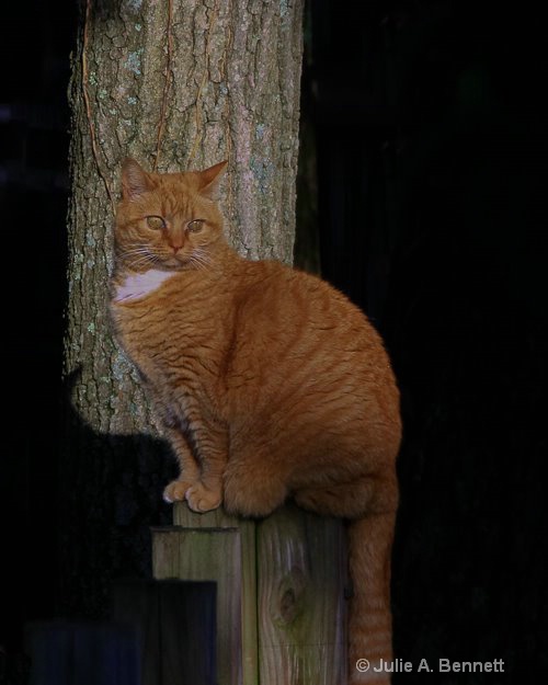 Cat on the Fence-1 - ID: 15151916 © Julie A. Bennett